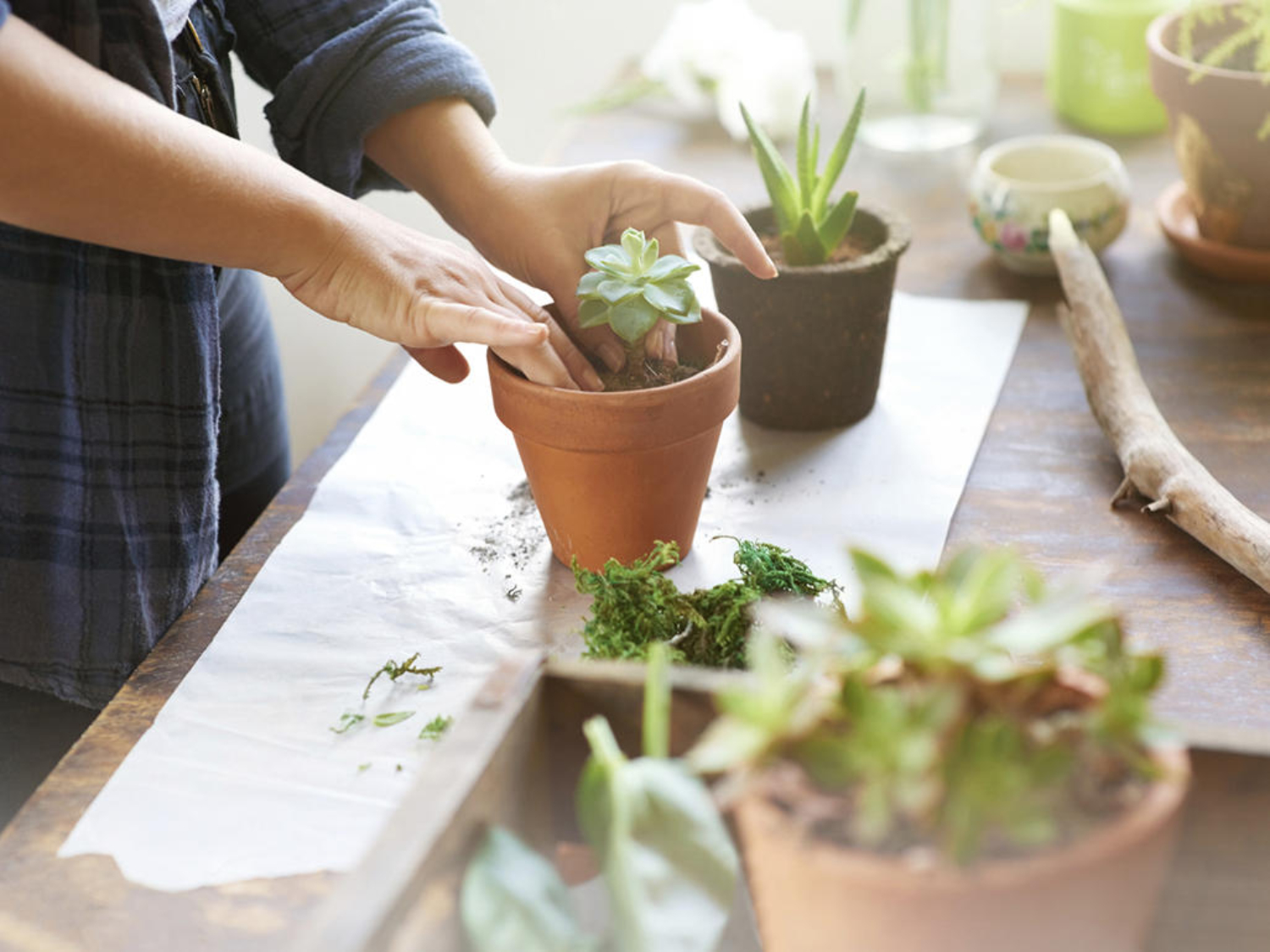 chăm sóc cây xanh văn phòng chăm sóc cây xanh văn phòng