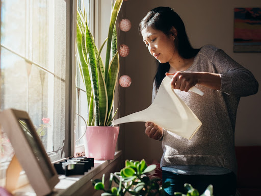 chăm sóc cây xanh văn phòng chăm sóc cây xanh văn phòng